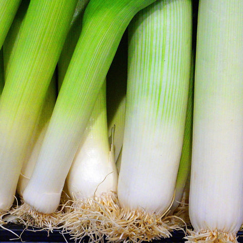 Leek Musselburgh Seeds